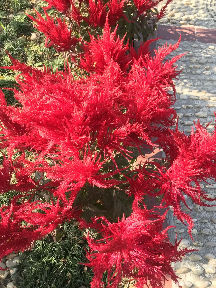 幸运花海吴家湾